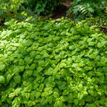 Aromatiques - Mélisse Officinale - face recto